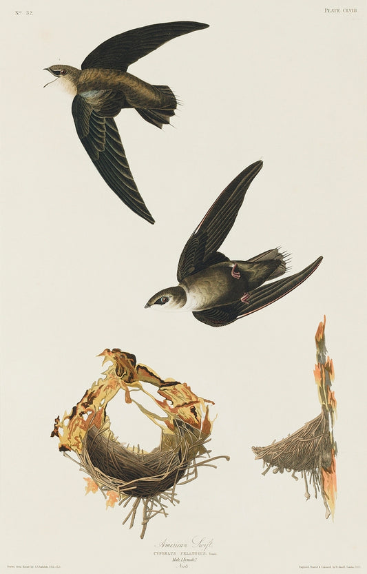 American Swift from Birds of America (1827) by John James Audubon-WEB