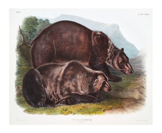 American Black Bear (Ursus Americanus) by John James Audubon