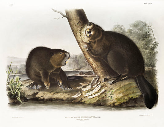 American Beaver (Castor fiber Americanus) by John James Audubon -WEB