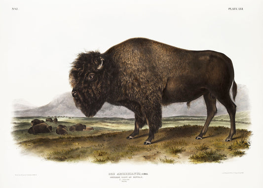 American Bison (Bos Americanus) by John James Audubon