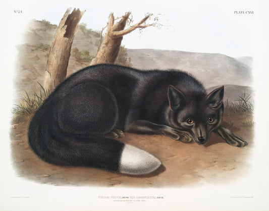 American Black or Silver Fox (Vulpes fulvus) by John James Audubon