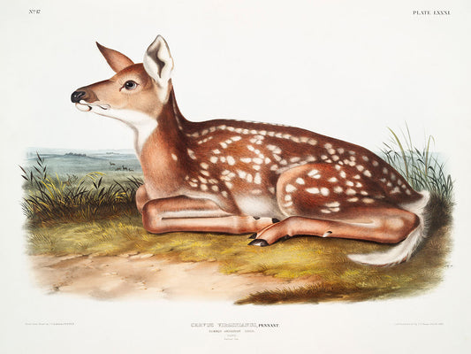 American Deer (Cervus Virginianus) by John James Audubon