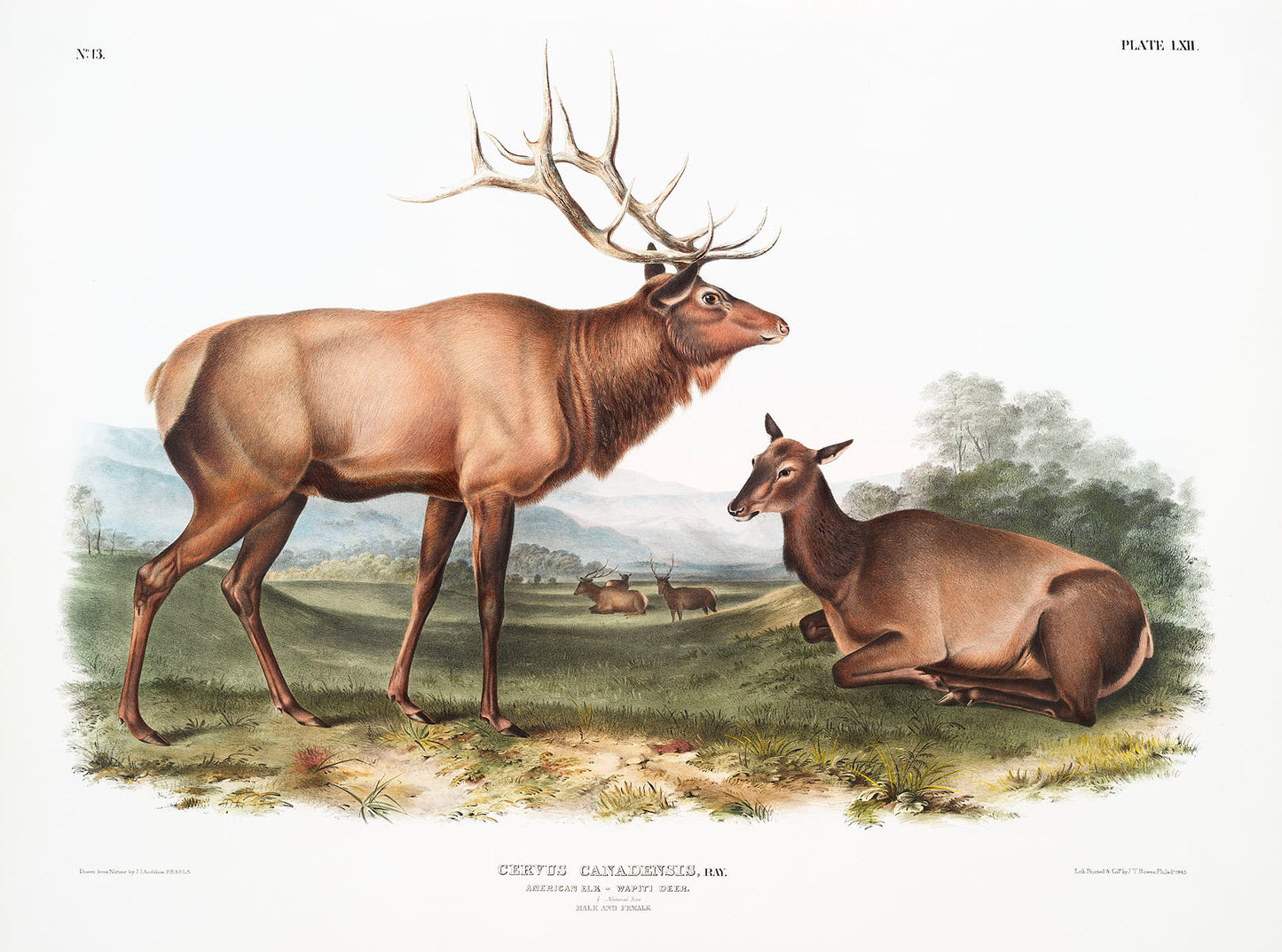 American Elk (Cervus Canadensis) by John James Audubon