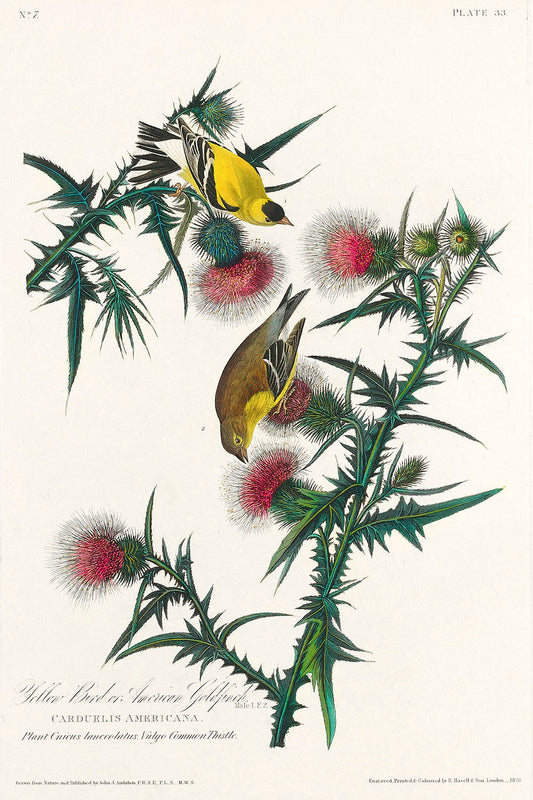 American Goldfinch from Birds of America (1827) by John James Audubon