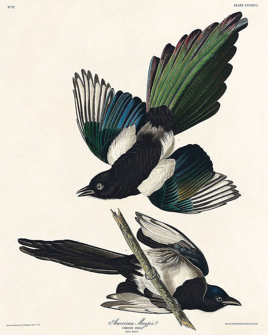 American Magpie from Birds of America (1827) by John James Audubon(Copy)(Copy)
