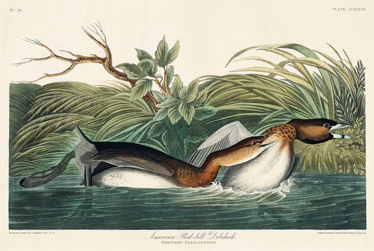 American Pied-billed from Birds of America (1827) by John James Audubon
