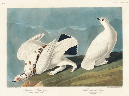 American Ptarmigan and White-tailed Grous by John James Audubon