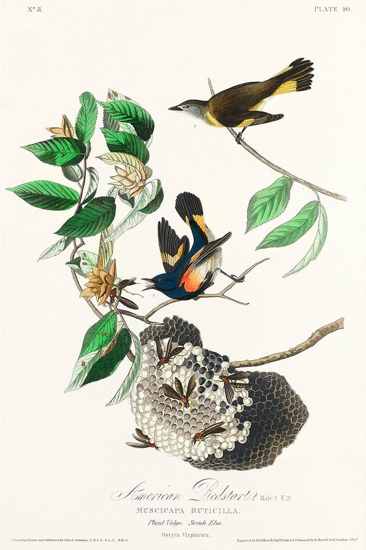 American Redstart from Birds of America (1827) by John James Audubon-WEB