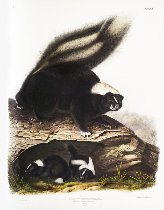 American Skunk (Mephitis Americana) by John James Audubon