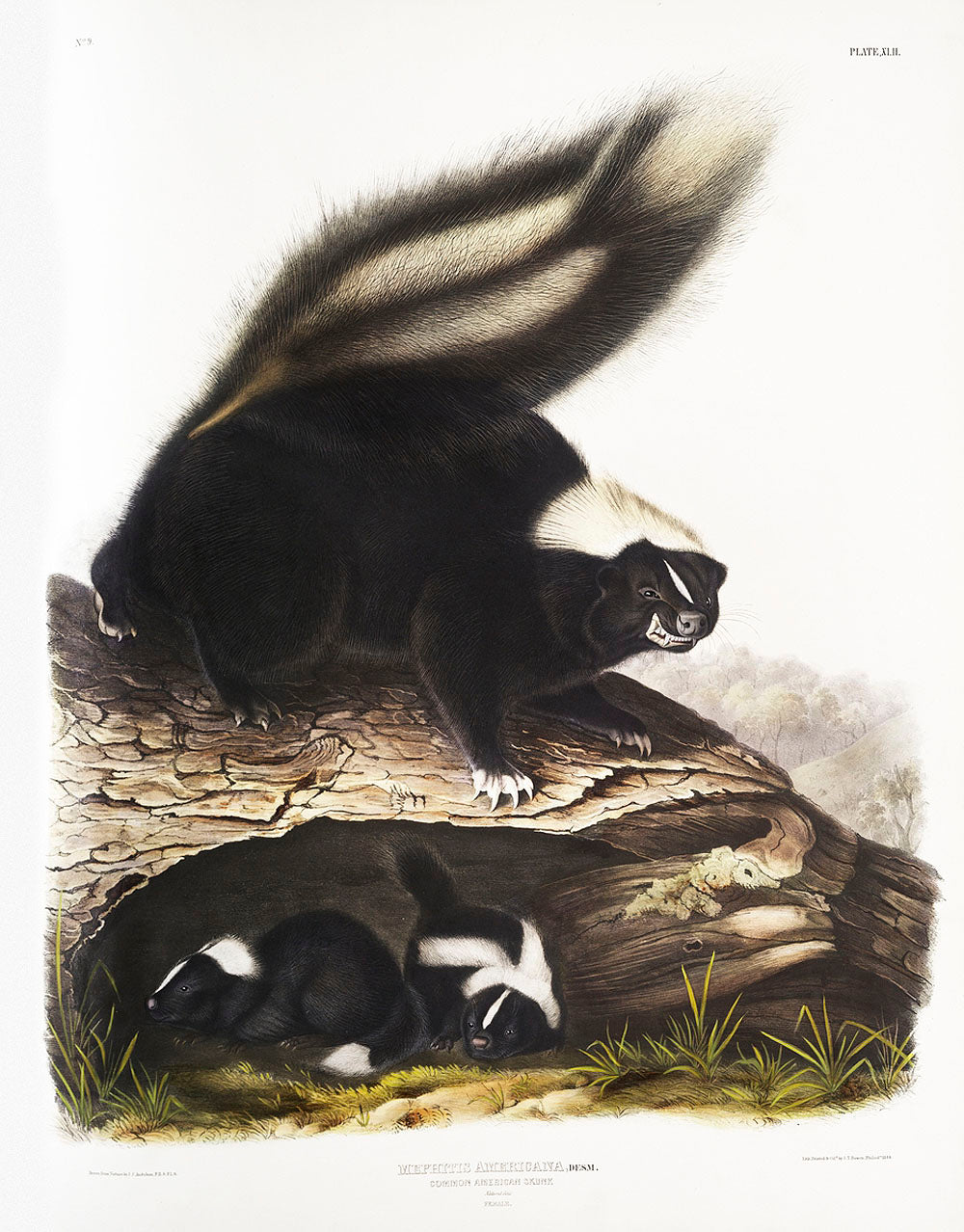 American Skunk (Mephitis Americana) by John James Audubon-WEB