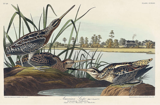 American Snipe (1827) by John J. Audubon-WEB