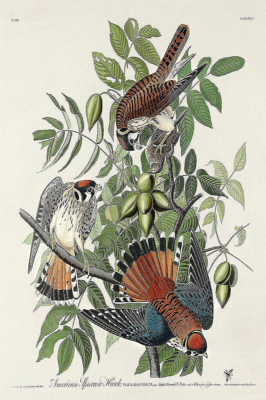 American Sparrow Hawk from Birds of America (1827) by John James Audubon(Copy)(Copy)