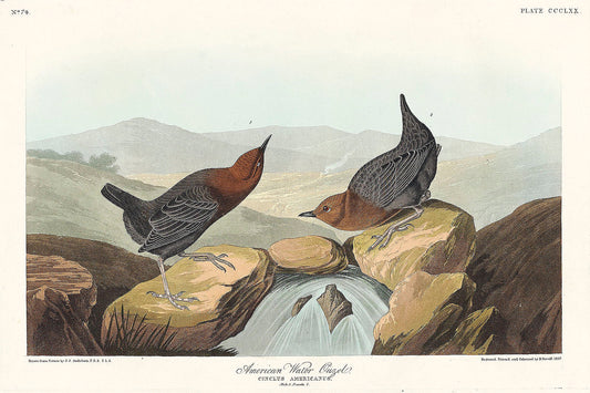 American Water Ouzel from Birds of America (1827) by John James Audubon-WEB