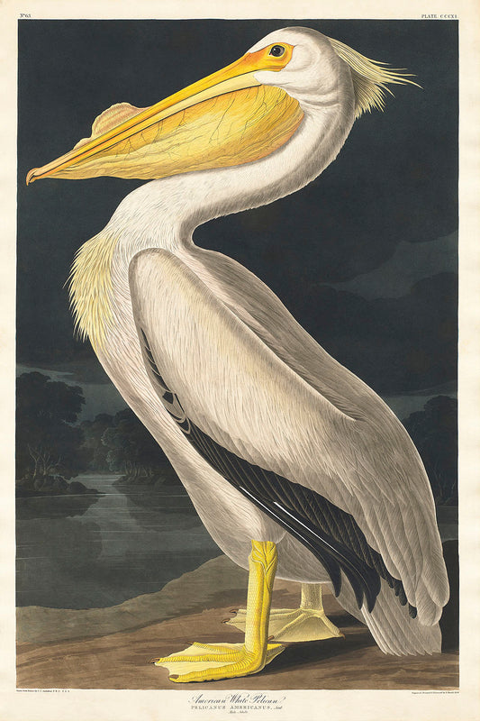American White Pelican by John James Audubon-WEB