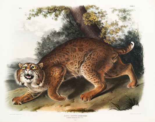 American wild cat (Lynx rufus) by John James Audubon