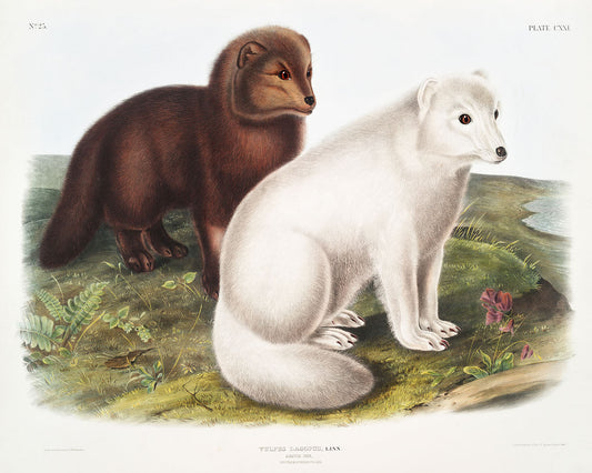 Arctic Fox (Vulpes lagopus) by John J. Audubon-WEB