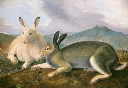 Arctic Hare (ca. 1841) by John James Audubon