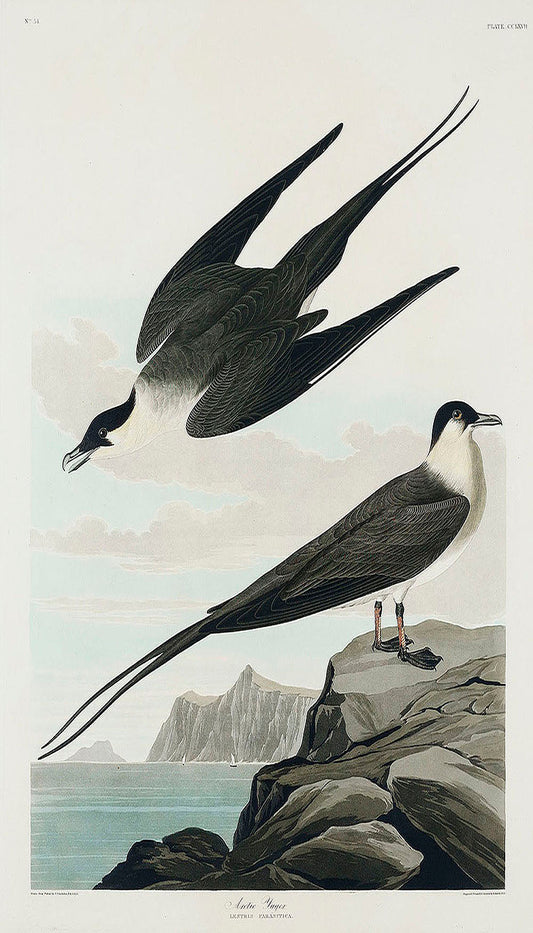 Arctic Yager from Birds of America (1827) by John James Audubon