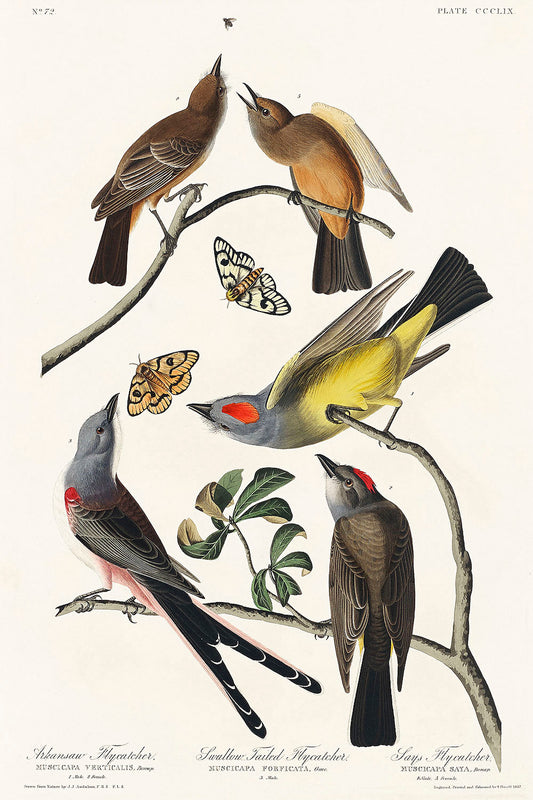 Arkansaw Flycatcher, Swallow-Tailed Flycatcher and Says Flycatcher from Birds of America (1827) by John James Audubon