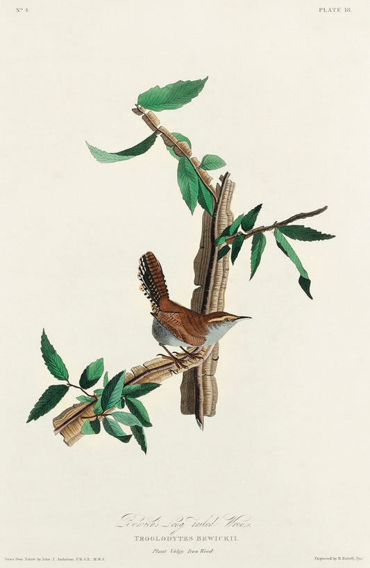 Bewick's Wren from Birds of America (1827) by John James Audubon