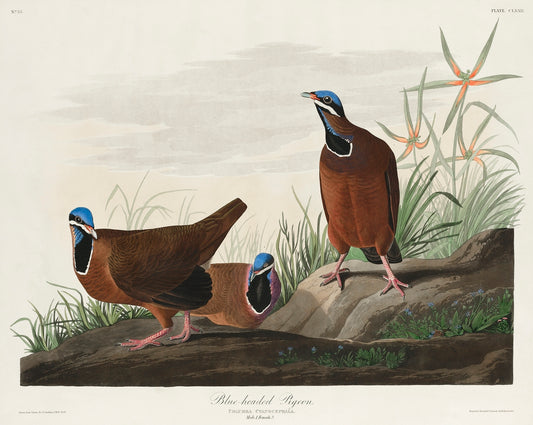 Blue-headed Pigeon from Birds of America (1827) by John James Audubon