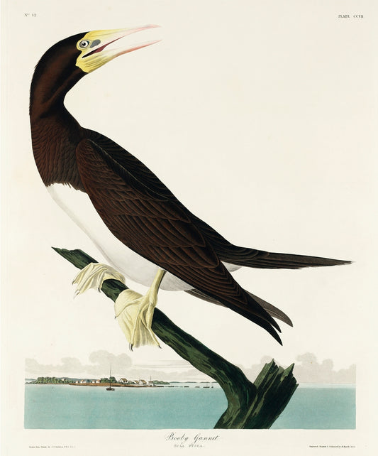 Booby Gannet from Birds of America (1827) by John James Audubon