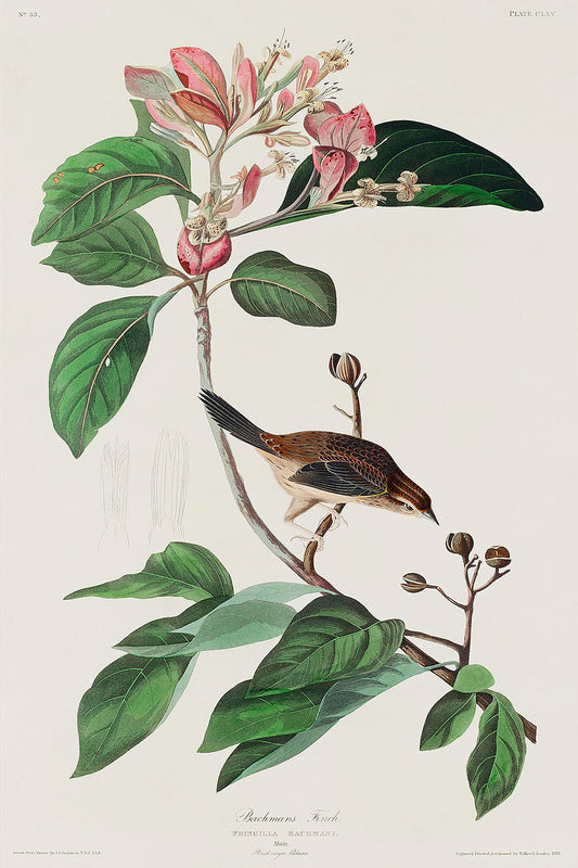 Bachman's Finch from Birds of America (1827) by John James Audubon-WEB