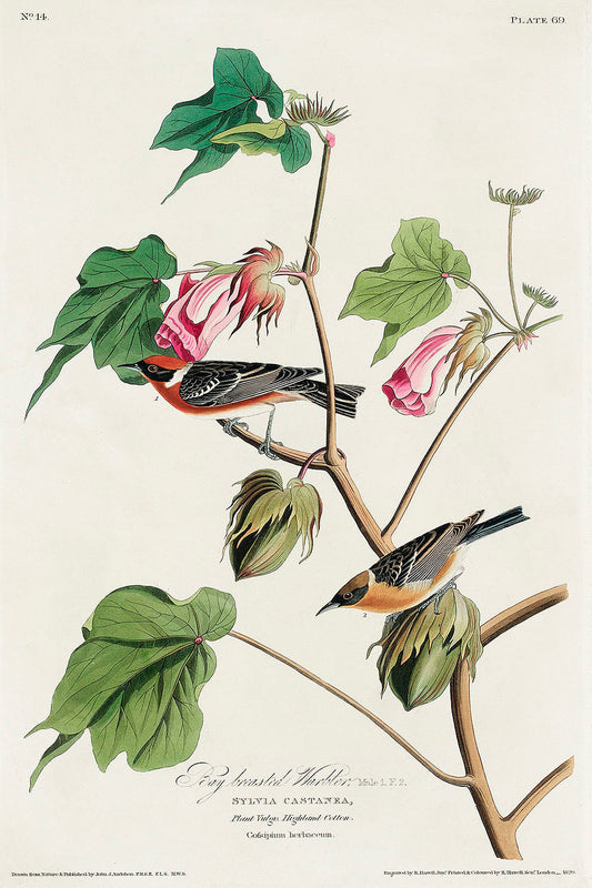 Bay-breasted Warbler (1827) by John J. Audubon Print, Mounted on Wood, Ready to Hang