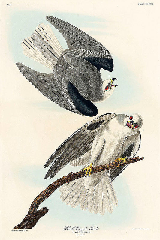 Black-Winged Hawk from Birds of America (1827) by John James Audubon