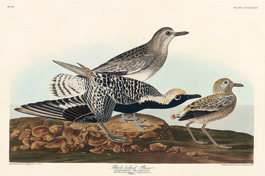 Black-bellied Plover from Birds of America (1827) by John James Audubon