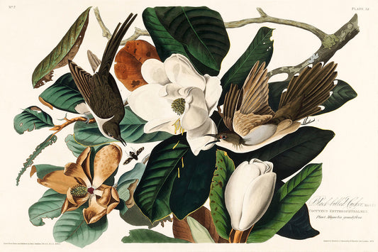 Black-billed Cuckoo from Birds of America (1827) by John James Audubon