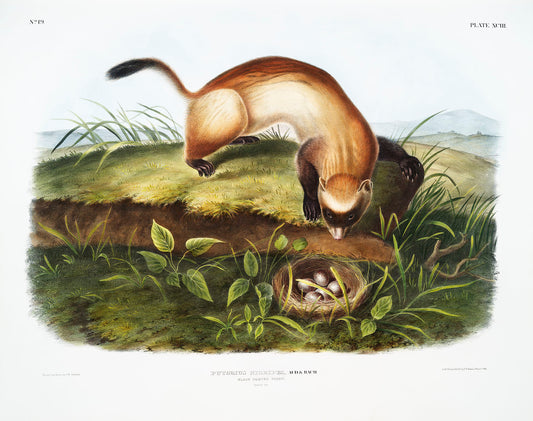 Black-footed Ferret (Putorius nigripes) by John James Audubon