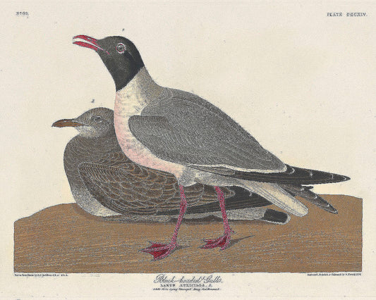 Black-headed Gull from Birds of America (1827) by John James Audubon