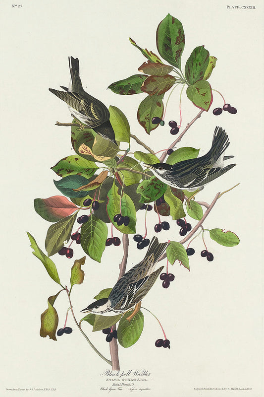 Black-poll Warbler from Birds of America (1827) by John James Audubon