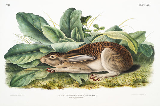 Black-Tailed Hare (1841) by John J. Audubon