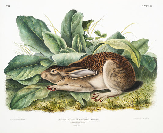 Black-Tailed Hare (1841) by John James Audubon