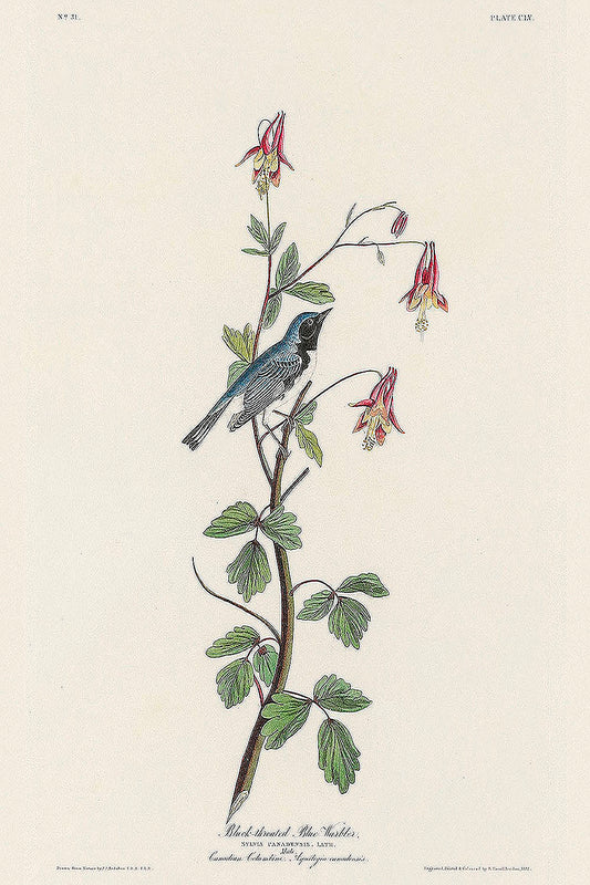 Black-throated Blue Warbler from Birds of America (1827) by John James Audubon