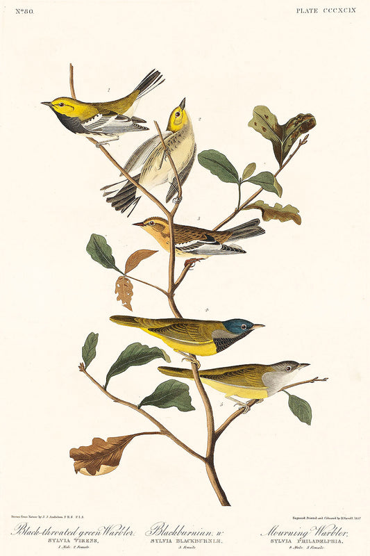 Black-throated green Warbler, Blackburnian and Mourning Warbler from Birds of America (1827)by John James Audubon