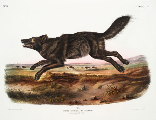 Black American Wolf (Canis lupus) by John James Audubon