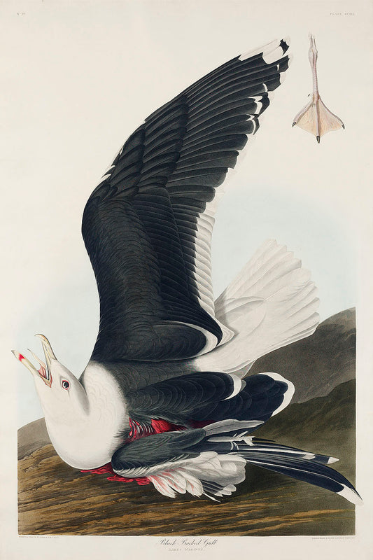 Black Backed Gull from Birds of America (1827) by John James Audubon