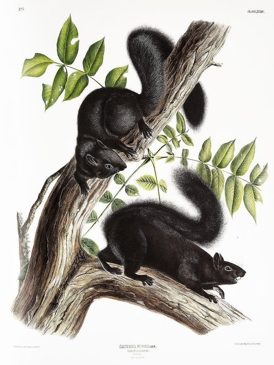 Black Squirrel (Sciurus niger) by John James Audubon