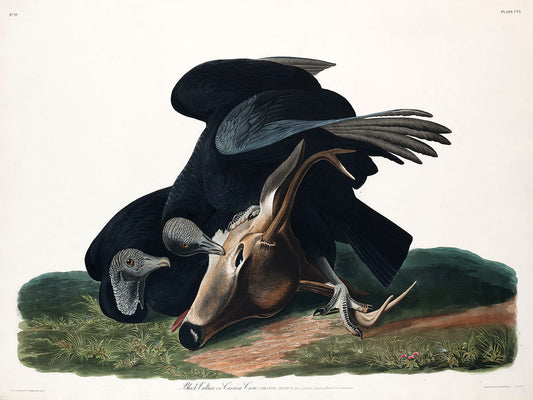 Black Vulture, or Carrion Crow from Birds of America (1827) by John James Audubon