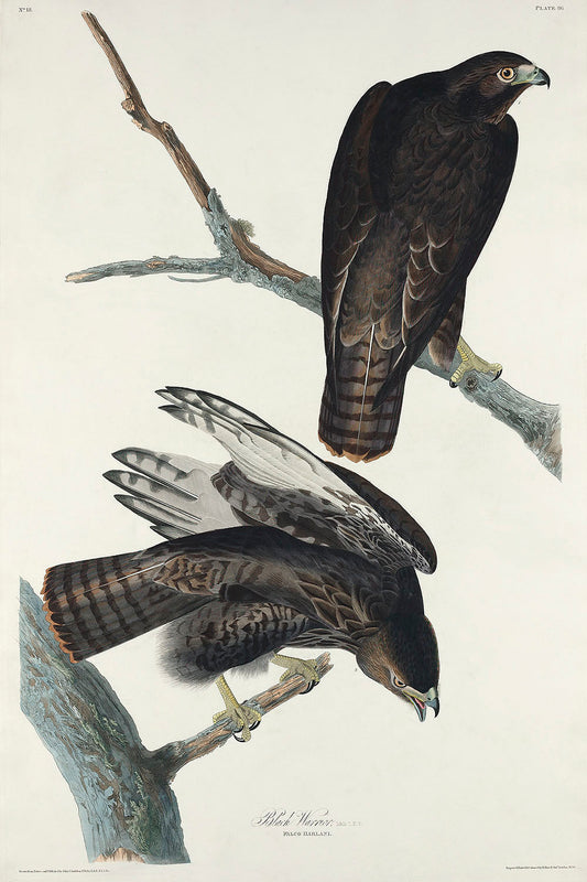 Black Warrior from Birds of America (1827) by John James Audubon