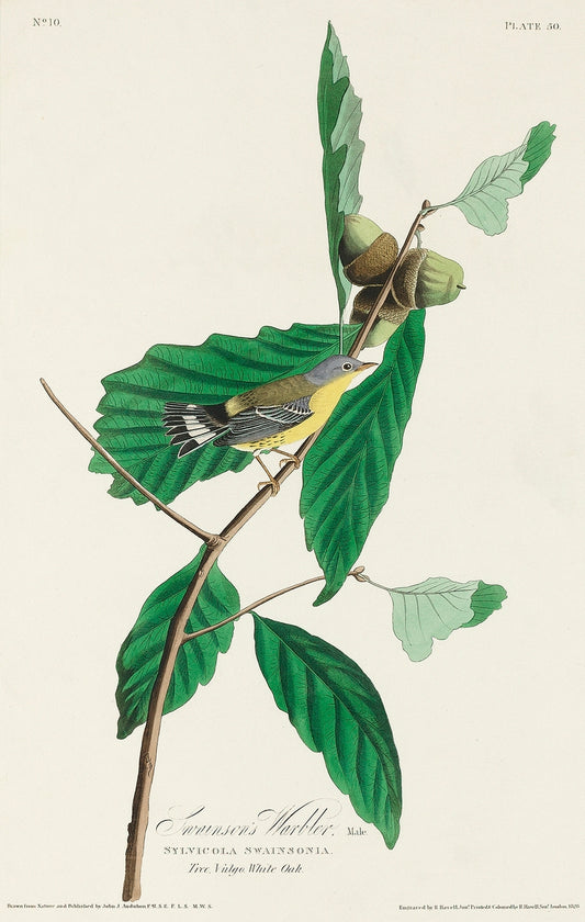 Black & Yellow Warbler from Birds of America (1827) by John James Audubon