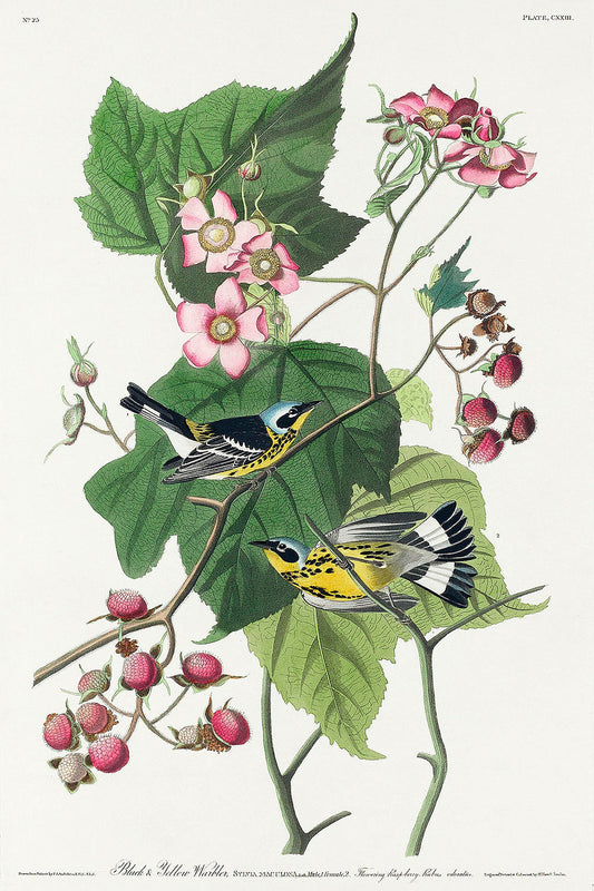 Black & Yellow Warblers from Birds of America (1827) by John James Audubon