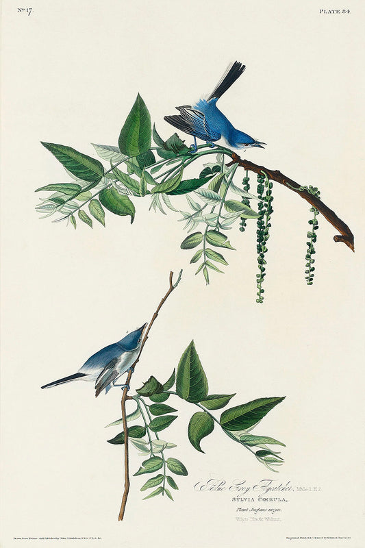 Blue-Grey Fly-catcher from Birds of America (1827) by John James Audubon