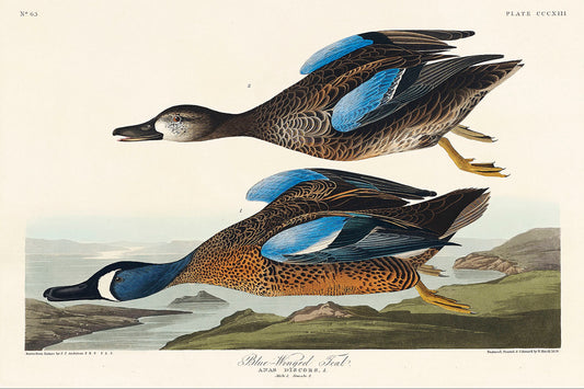 Blue-Winged Teal from Birds of America (1827) by John James Audubon