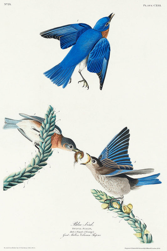 Blue-bird from Birds of America (1827) by John James Audubon