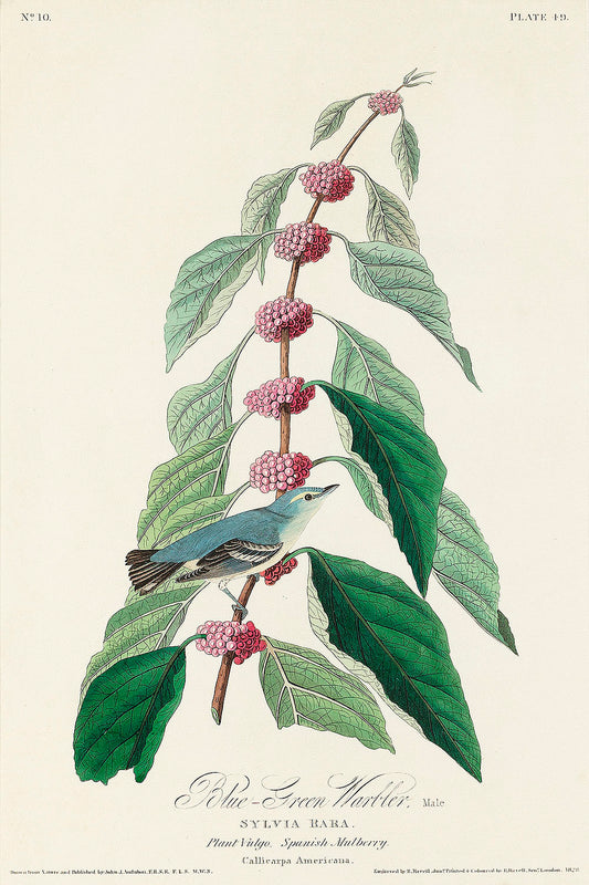 Blue-green Warbler from Birds of America (1827) by John James Audubon