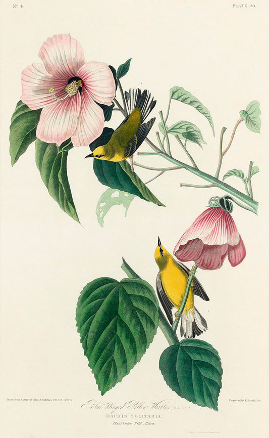 Blue-winged Yellow Warbler from Birds of America (1827) by John James Audubon